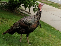 Turkey near the sidewalk
